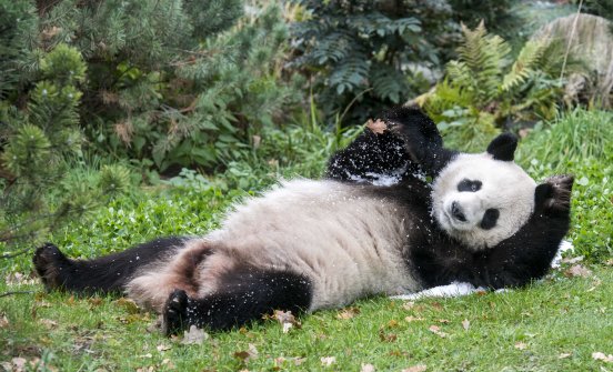Panda Jiao Qing im Schnee_Zoo Berlin.jpg