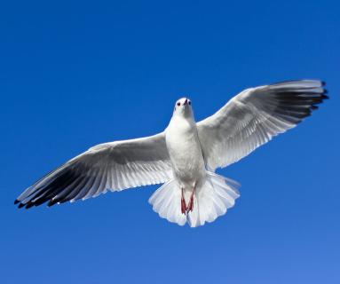 Die Taube als Symbol des Heiligen Geistes