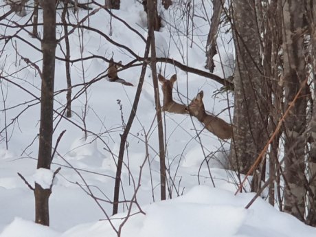 Deer in Tayozhnoye hunting club_1.jpeg