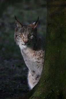 Luchs_wundert_sich_über_nächtlichen_Besuch_im_Wildpark_Schwarze_Berge_.jpg