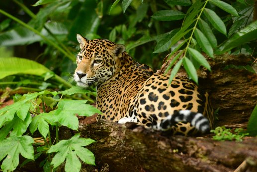 Wildlife__6__-___Belize_Tourism_Board.JPG