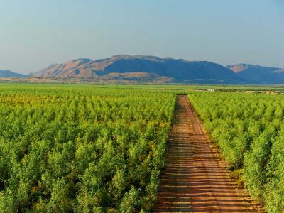 Sandelholzplantage im Norden Australiens