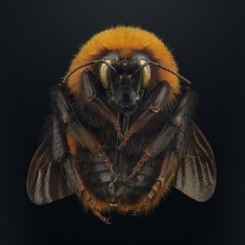 Patagonische Hummel_Foto © Levon Biss.jpg