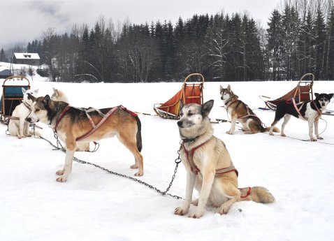 Salzkammergut_Hundeschlittenrennen.jpg