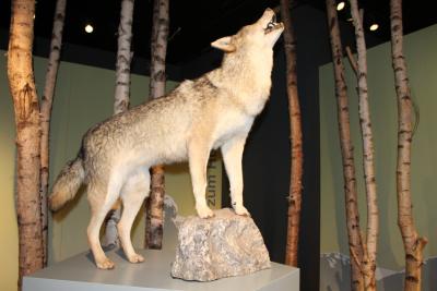 Museum Wolfcenter