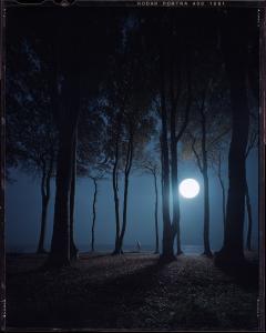 Heiligendamm, Gespensterwald (c) Andreas Mühe.jpg