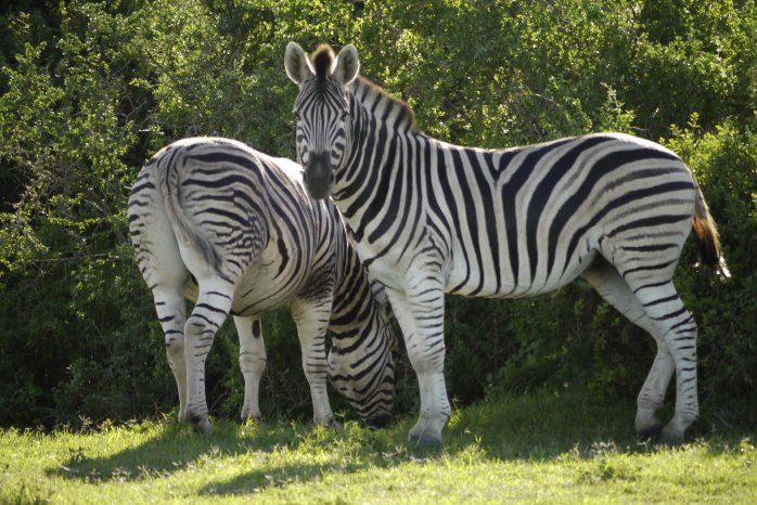 Zebras_c_Karawane.jpg