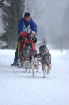 22. Internationales Schlittenhunderennen in Clausthal-Zellerfeld