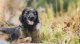 Zahnstein im Sommer: Warum die warme Jahreszeit deinem Hund zusetzt