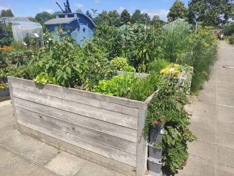 Hochbeet_holz__3_.jpg
