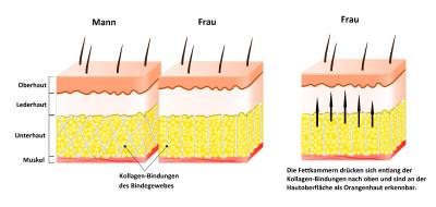 Aufbau Bindegewebe