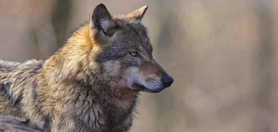 Rolfes-Wolf-WR-11-1311-e1744782841297.jpg