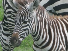 Baby Zebra.jpg