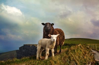 AIFS Auslandsaufenthalte in Irland