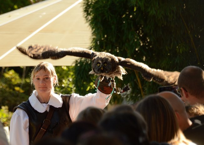 Falconeria Locarno-Copyright Falconeria Locarno, solo uso turistico , no commerciale.JPG