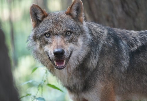 Wolf Django freut sich am Wolfstag im Mittelpunkt zu stehen - Wildpark Schwarze Berge.JPG