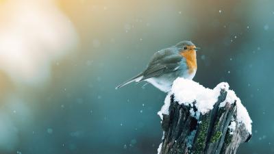 Winter-Tipps für Gartentiere