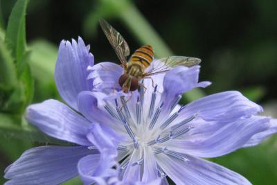 Blüten mit Insekten / Foto: Susanne Jost, Untere Naturschutzbehörde