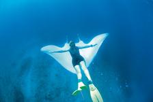 Walhaie in Westaustralien