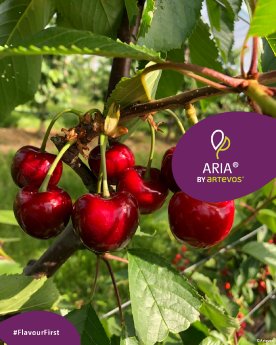 Artevos_Süßkirsche_Aria®_‘PISUE161‘-s-_Früchte_2.jpg