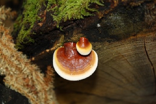 Hifas_da_Terra_Reishi.jpg