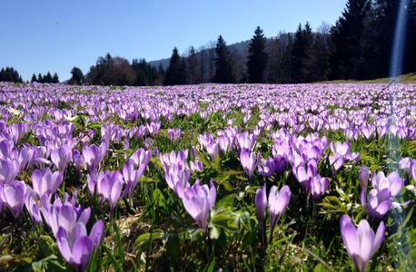 Weiß-blauer Alpenfrühling. Bild: Oberstaufen Tourismus GmbH