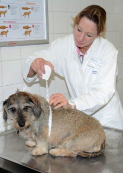 Pressebild-Royal-Canin-Dr.Koelle-untersucht-Hund_© Medizinischen Kleintierklinik.jpg