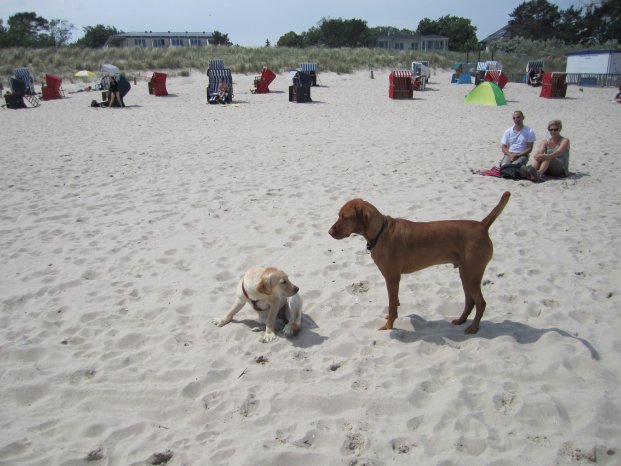 BVH_Urlaub mit Hund_Foto_Gaeding_Marcel_002.JPG