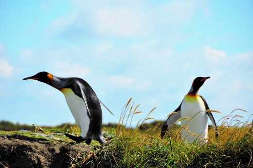 Parque Pinguino Rey - Feuerland - Königspinguine (c) Southbound 3.jpg