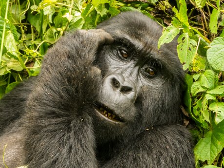 140318_Gebeco_Uganda_Gorilla.jpg