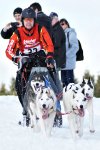 Schlittenhunde-Rennen im Oberharz