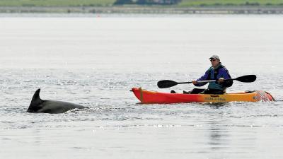 Delfinbeobachtung vom Kajak. Foto: Charlie Phillips