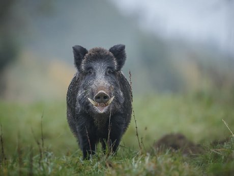 wildschwein_wiese-1.jpg