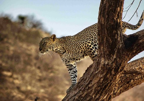 Leopard©FrankWirth.jpg