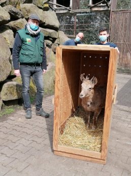 Foto 1 Neues Steinbockweibchen aus Wuppertal - Tierparkarchiv.jpg