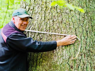 Förster Matthias Lüttgau nimmt Maß an einer Uralt-Fichte im Wolfsbachtal bei Hohegeiß (Jochen Hotop: harz-beat.de)