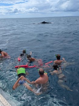 whale_swim_tasman_venture_hervey_bay.jpg