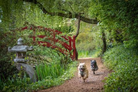 Hundespieltage im Schlosspark Dennenlohe
