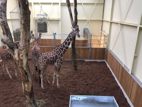 Giraffe Limber_Zoopark Overloon_2017_Hellabrunn_Ekipa.jpg