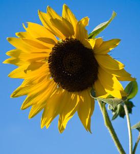Sonnenblume By Jason Pratt