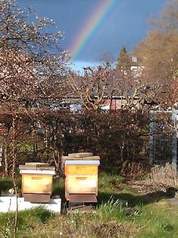 2 Bienenstöcke im Schrebergarten.jpg