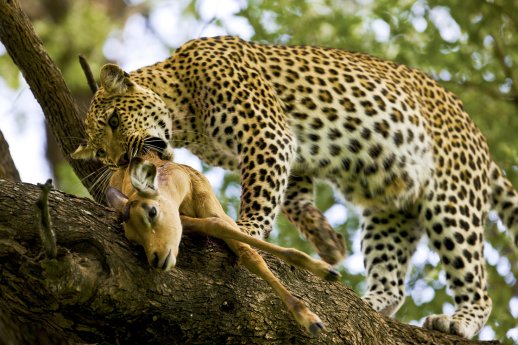 _Copyright_Beverly_Joubert_Zarafa_Wildlife_Botswana_4781.jpg