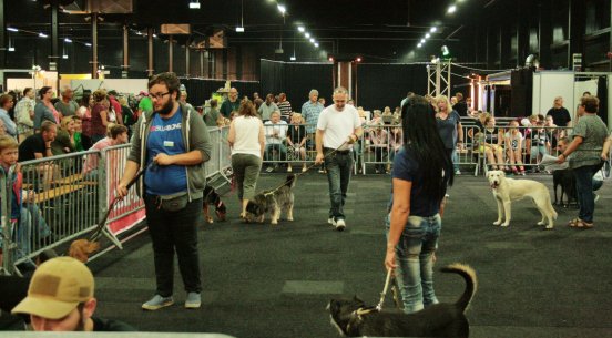 hundundkatze Niederrhein 3.jpg