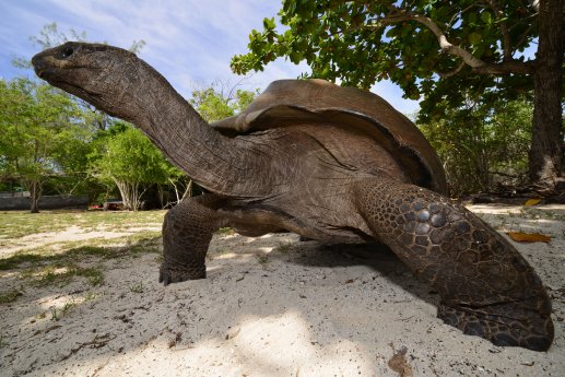Bild2_Aldabra_Riesenschildkröte © Alex Schwannhaeuser.jpg