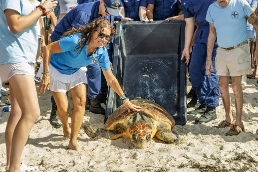 turtle_release_turtle_hospital_credit_larry_blackburn_visit_florida_keys_key_west.jpg