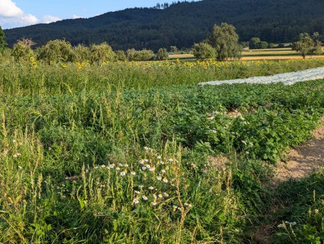 PM_Insektenfördernde_Regionen_Moosfeld_Bohlingen_Randstreifen_Querformat.jpg