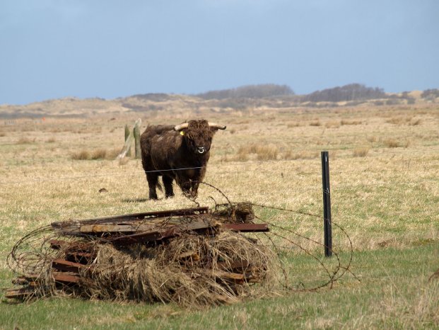 Neuer Zaun Robustrind Borkum Tueskendoer Foto CSchulz Nationalparkverwaltung.jpg