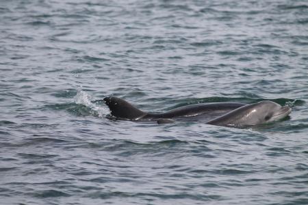 Delfinmutter Breeze mit ihrem Baby