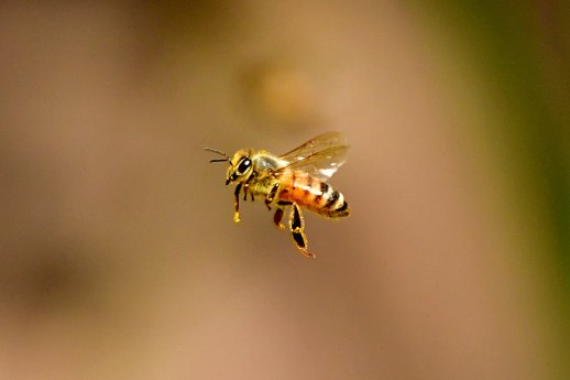 Eekholt_Bienen_2.jpg