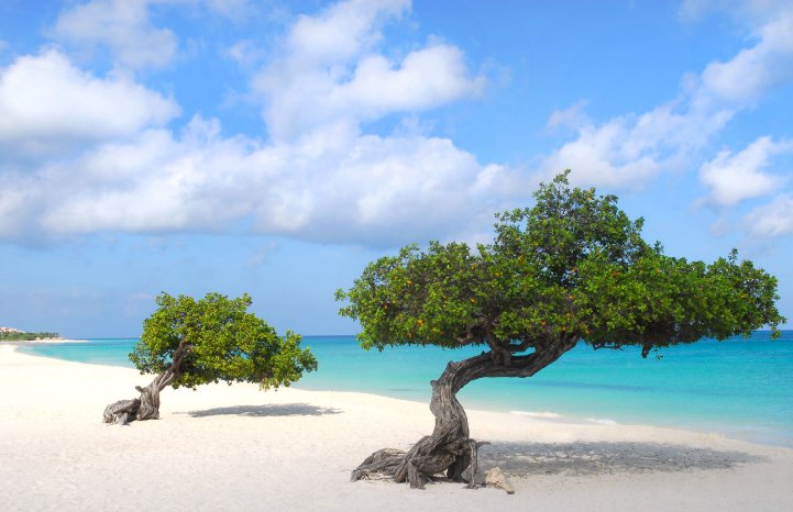 Aruba-Divi-Divi_Eagle-Beach@HHLtDave5-Deposit-small.jpg